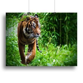 Hunting Tiger at the zoo Canvas Print or Poster (Type: Poster Print, size: 28" x 20" / 70cm x 50cm (approx))